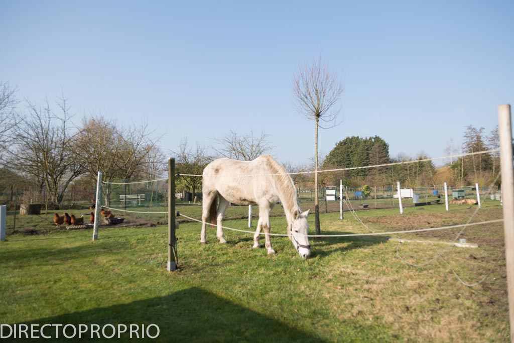 Maison Individuelle de standing avec boxes pour chevaux et prairie